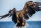 White-tailed eagle in flight close-up. Japan. Hokkaido.