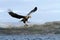 White-tailed eagle in flight, eagle with a fish which has been just plucked from the water, Scotland