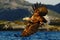 White-tailed eagle in flight, eagle with a fish which has been just plucked from the water, Scotland