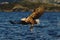 White-tailed eagle in flight, eagle with a fish which has been just plucked from the water, Scotland,eagle with fish in claws