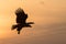 White-tailed eagle in flight, eagle flying against colorful sky with clouds in Hokkaido, Japan, silhouette of eagle at sunrise,