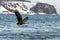 White-tailed eagle in flight, majestic eagle with a fish which has been just plucked from the water in Hokkaido, Japan, eagle with