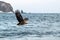 White-tailed eagle in flight, majestic eagle with a fish which has been just plucked from the water in Hokkaido, Japan, eagle with