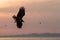 White-tailed eagle in flight sunrise with island in background, Hokkaido, Japan, majestic sea eagle with big claws aiming to catch
