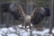 White-tailed eagle in flight talons in front