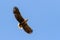 White tailed eagle flying over Danube Delta , Romania wildlife bird watching