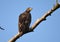 White tailed eagle Haliaeetus albicilla