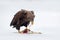White-tailed Eagle, Haliaeetus albicilla, bird of prey with catch fish in snowy winter scene, animal in snow with ice, viscera in