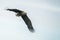 White tailed eagle Haliaeetus albicilla flies above the water of the oder delta in Poland, europe. Writing space.