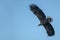 White tailed eagle Haliaeetus albicilla flies above the water of the oder delta in Poland, europe. Writing space.