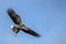 White tailed eagle Haliaeetus albicilla flies above the water of the oder delta in Poland, europe. Writing space.