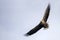 White tailed eagle Haliaeetus albicilla flies above the water of the oder delta in Poland, europe. Writing space.