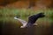 White-tailed Eagle, Haliaeetus albicilla, flight above the water river, bird of prey with forest in background, animal in the natu