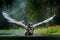 White-tailed Eagle, Haliaeetus albicilla, flying above the water, bird of prey with forest in background, animal in the nature