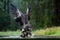 White-tailed Eagle, Haliaeetus albicilla, flying above the water, bird of prey with forest in background, animal in the nature