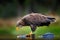 White-tailed Eagle, Haliaeetus albicilla, flying above the water, bird of prey with forest in background, animal in the nature