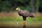 White-tailed Eagle, Haliaeetus albicilla, flying above the water, bird of prey with forest in background, animal in the nature