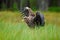 White-tailed Eagle, Haliaeetus albicilla, landing in the green marsh grass, with open wingspan, forest in the background