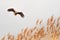 White-tailed eagle Haliaeetus albicilla, a large bird of prey from the hawk family, flies over the reeds at the lake shore