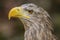 White-tailed Eagle (Haliaeetus albicilla). Portrait captive in a animal park