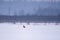 The white-tailed eagle Haliaeetus albicilla sitting on snow covered field