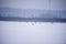 The white-tailed eagle Haliaeetus albicilla sitting on snow covered field