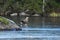 White-tailed eagle (Haliaeetus albicilla) standing on thin ice