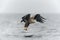 White tailed eagle Haliaeetus albicilla taking a fish out of the water