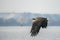 White tailed eagle Haliaeetus albicilla taking a fish out of the water of the oder delta in Poland, europe. Polish Eagle.