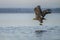 white tailed eagle Haliaeetus albicilla taking a fish out of the water of the oder delta in Poland, europe. Polish Eagle.