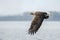 White tailed eagle Haliaeetus albicilla taking a fish out of the water of the oder delta in Poland, europe. Writing space.