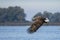 White tailed eagle Haliaeetus albicilla taking a fish out of the water of the oder delta in Poland, europe. Writing space.