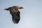 White tailed eagle Haliaeetus albicilla taking a fish out of the water of the oder delta in Poland, europe. Writing space.white ta