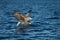 White-tailed Eagle Hunting