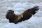 White-tailed eagle on ice