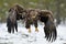 White-tailed Eagle landing