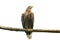 White-tailed eagle or Orlan whitetail sitting on a wooden branch isolated on a white background