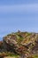 A white-tailed eagle perched atop a rugged cliff in the Lofoten Islands, with a clear blue sky above and a tapestry of Arctic moss