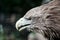 White-tailed Eagle portrait