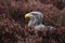 White-tailed eagle portrait