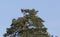 White-tailed eagle sits on a tree