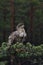 White-tailed eagle sitting on a pine tree