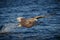 White-tailed eagle snatching a fish