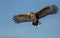 White-tailed eagle soaring