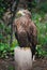 A white-tailed eagle with a yellow beak resting on a trunk and on a green background Pigargo European, White tailed eagle, Bald E