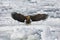 White-tailed Eagle, Zeearend, Haliaeetus albicilla