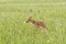 White Tailed Fawn in Lush Meadow