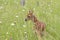 White tailed fawn in meadow of wildflowers