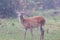 White-tailed Fawn Odocoileus virginianus with its head down in a pasture on a foggy morning during autumn.