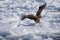 A white-tailed hawk spreads its wings. It catches a fish with its claws.